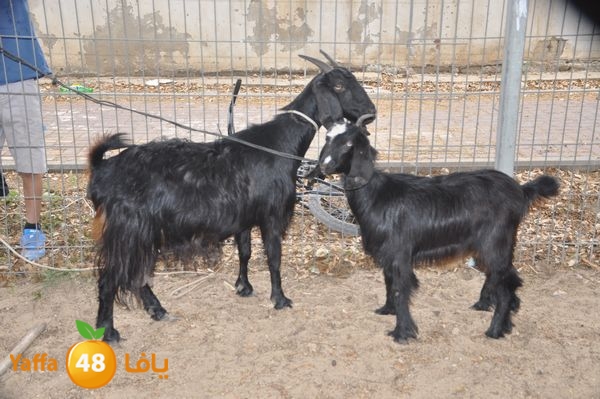 kidrawdaanimals510 (23).JPG